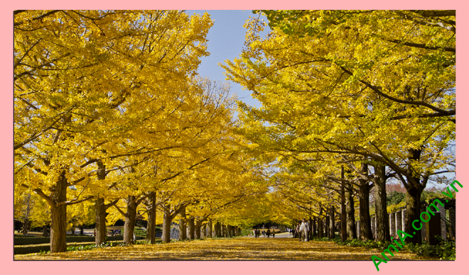 Tranh phong cảnh mùa thu với hình ảnh hàng cây mùa thu lá vàng