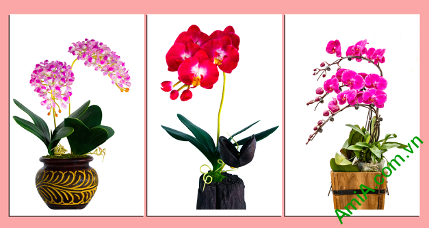 Mẫu tranh hoa phong lan đẹp