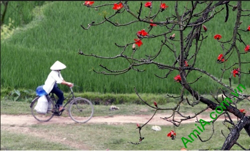 Hình ảnh hoa gạo làng quê