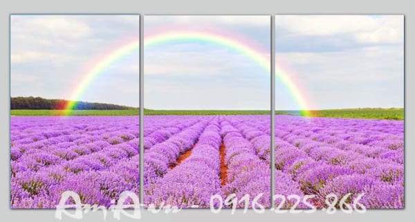tranh hoa lavender dep