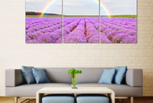 tranh hoa lavender dep