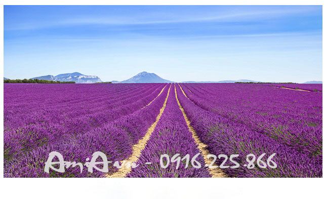 tranh canh dong hoa lavender