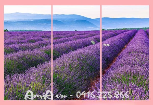 tranh dong hoa lavender dep