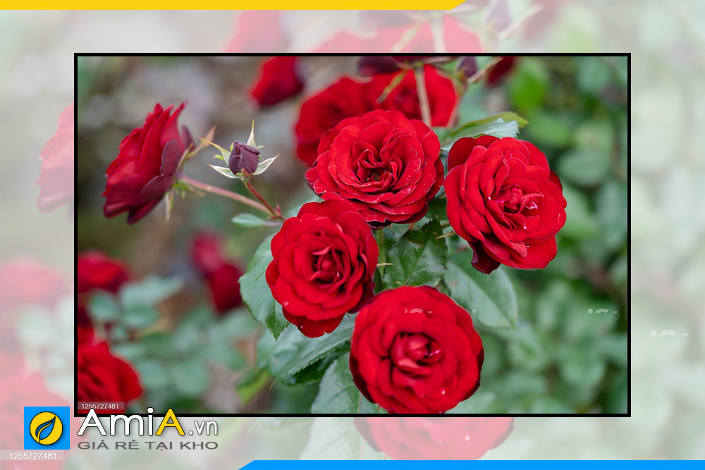 Hình ảnh Tranh bông hồng đẹp nghệ thuật lãng mạn AmiA HH05