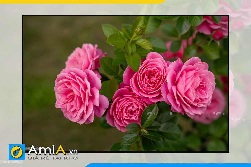 Hình ảnh Tranh bông hồng đẹp nghệ thuật lãng mạn AmiA HH05