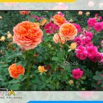 Hình ảnh Tranh hoa hồng gợi ý làm theo yêu cầu AmiA HH01