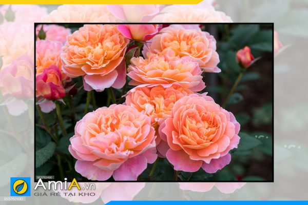 Hình ảnh Tranh treo tường hoa hồng đẹp lãng mạn AmiA HH02