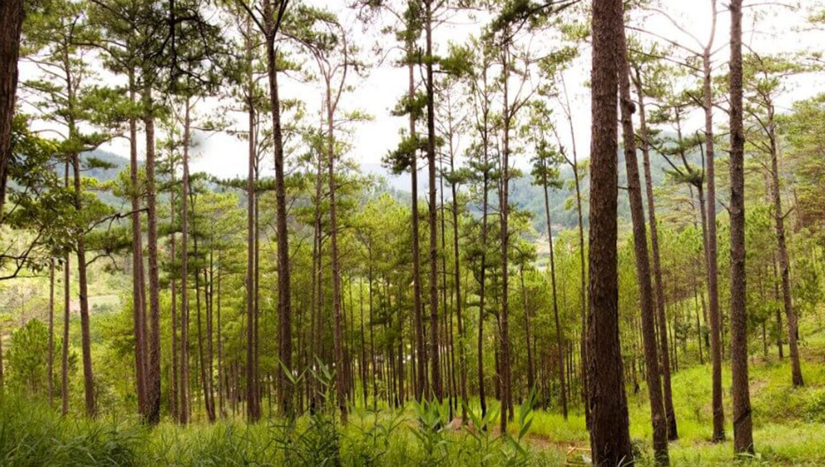 Hình ảnh rừng cây Thông được trồng để lấy gỗ sản xuất