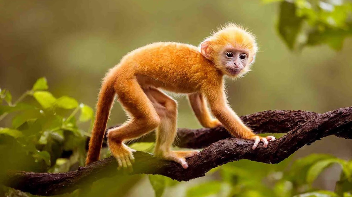Cận cảnh loài khỉ đẹp nhất thế giới chỉ có ở Việt Nam  KhoaHoctv